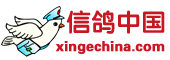 信鸽中国